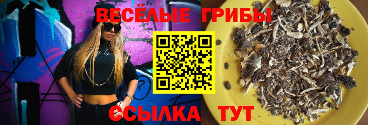 Псилоцибиновые грибы Psilocybe Астрахань